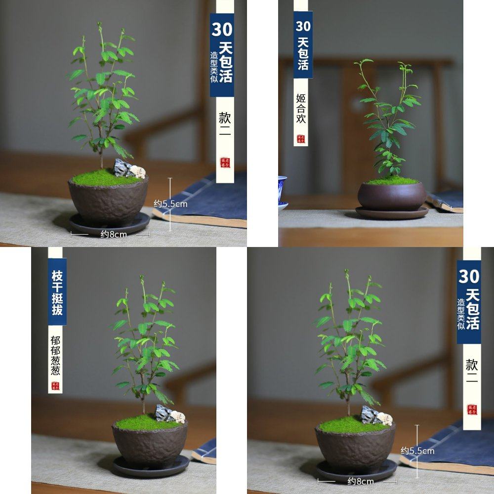 合欢花盆栽苗迷你桌面办公室绿植喜阴微景观盆景室内好养花卉植物