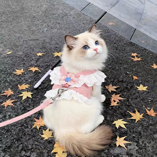 防挣脱不勒脖狗猫胸背牵引绳