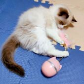 逗猫玩具猫独处解闷自嗨消耗精力逗猫棒不倒翁宠物猫咪自玩猫玩具