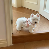 狗狗牵引绳可调节防挣脱可爱JK风西高地泰迪比熊外出胸背带遛狗绳