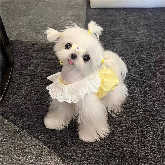 夏天宠物猫咪衣服可爱ins公主风裙子夏季薄款防掉毛幼猫狗连衣裙