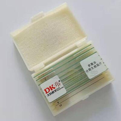 草履虫分裂生殖装片  10片/盒  生物玻片 生物切片 中小学专用