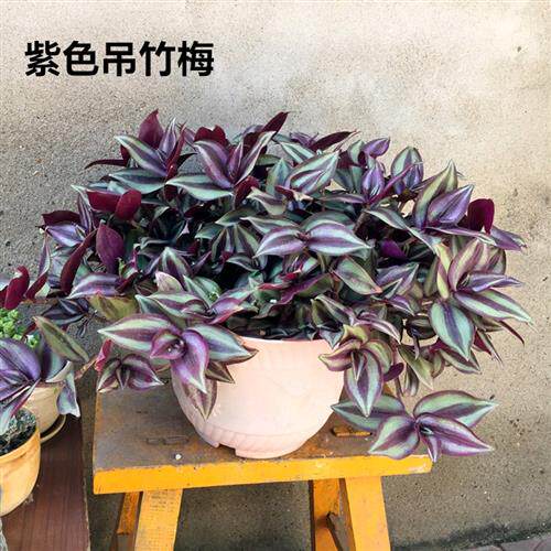 紫叶吊竹梅吊兰绿植盆栽垂吊爬藤花卉室内桌面客厅观叶植物鸭舌草