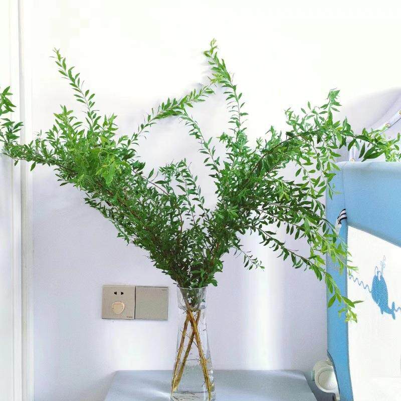 雪柳叶配花配草配叶云南昆明鲜花花店婚庆用花团购摆地摊