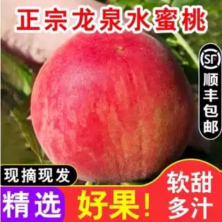正宗四川成都龙泉驿区水蜜桃新鲜现摘龙泉水蜜桃软当季水果蜜桃子