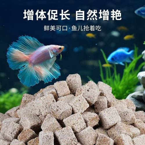 小型观赏鱼冻干红丝虫