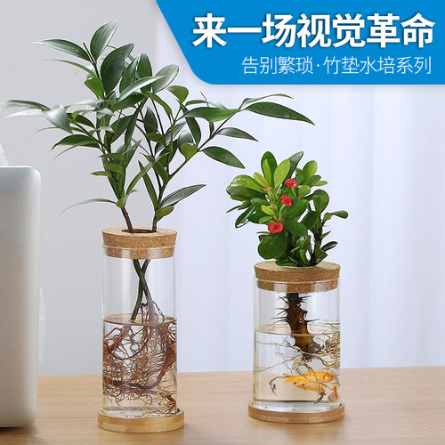 热销欧式玻璃花瓶透明水培植物客厅装饰摆M件办公桌插花瓶水养植