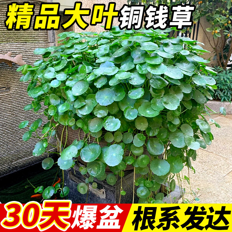 热销精品大叶铜钱草水培植物金y钱草籽盆栽庭院室内外绿植盆景四