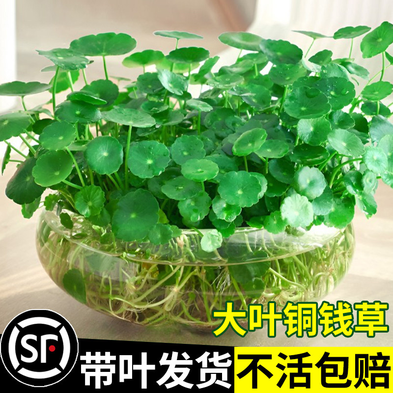 热销带叶铜钱草水培植物办公w室内好养花卉绿植盆栽水生水养绿萝