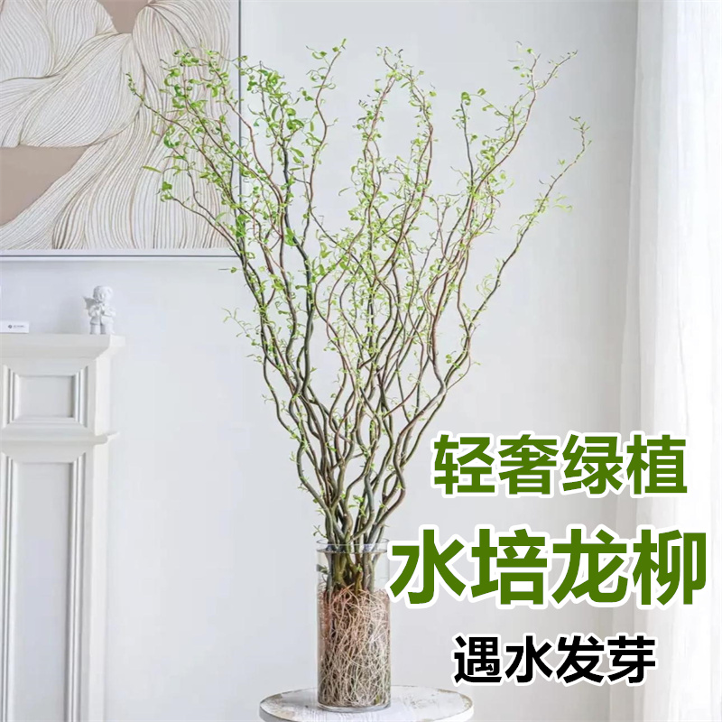 水培植物鲜切龙柳客厅办公室