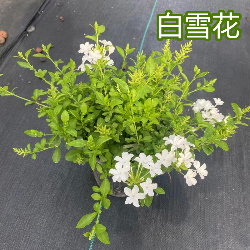 白雪花盆栽花卉苗四季开花阳台花园爬藤蓝雪花植物耐热室外庭院