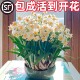 重瓣水仙花种球水养盆栽秋冬开花卉植物室内花绿植水培好养带花苞