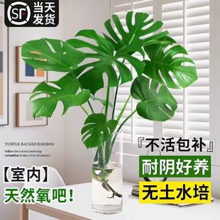 大叶龟背竹水培植物盆栽老桩室内桌面好养净化空气水养天堂鸟绿植