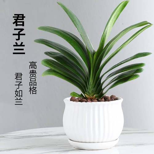 君子兰盆栽带花苞高级圆头和尚精品名贵花卉植物室内绿植四季好养