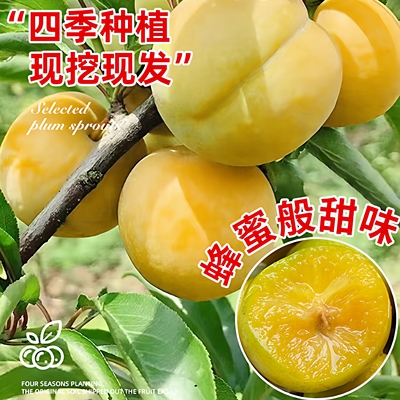 正宗蜂糖李嫁接苗当年结果