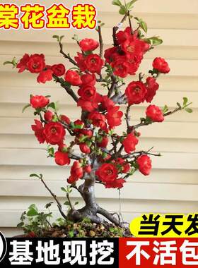 原生盆栽苗长寿冠海棠花