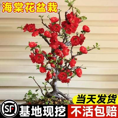 原生盆栽苗长寿冠海棠花