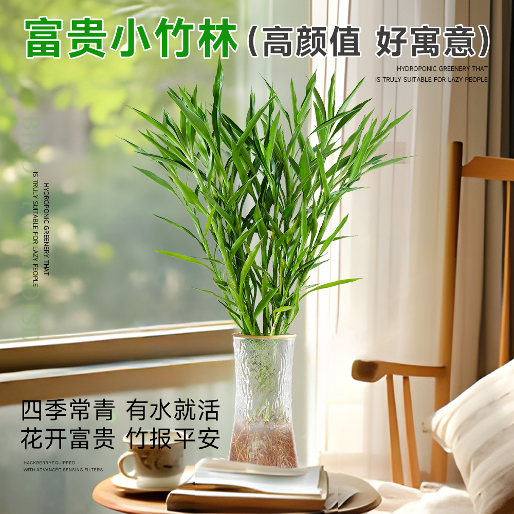 细叶富贵招财竹水培植物客厅水养节节高绿转运竹子特粗杆带根绿植