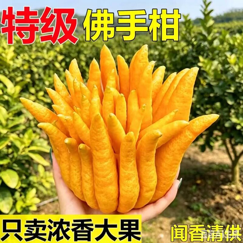 现摘佛手柑清甜可食车载香薰