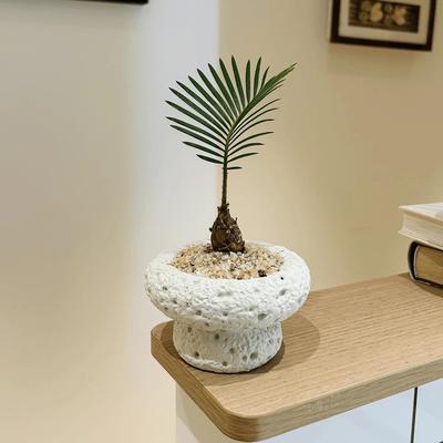 幸运草铁树盆栽办公室内客厅桌面绿植好养活四季植物苏铁摆件盆景