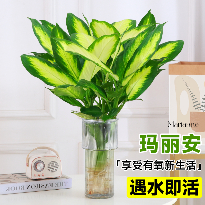 水培植物盆栽万年青绿植室内好养