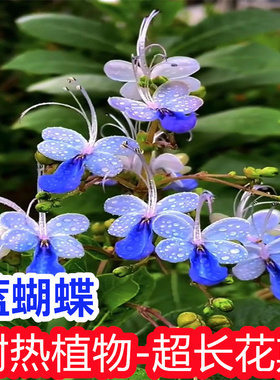 蓝蝴蝶花卉盆栽野生蝴蝶花棒棒糖大苗蓝雪花夏季植物花卉大全绿植