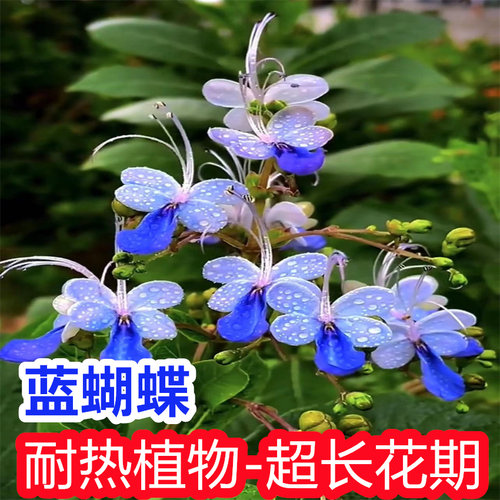 蓝蝴蝶耐热超长花期木本花卉