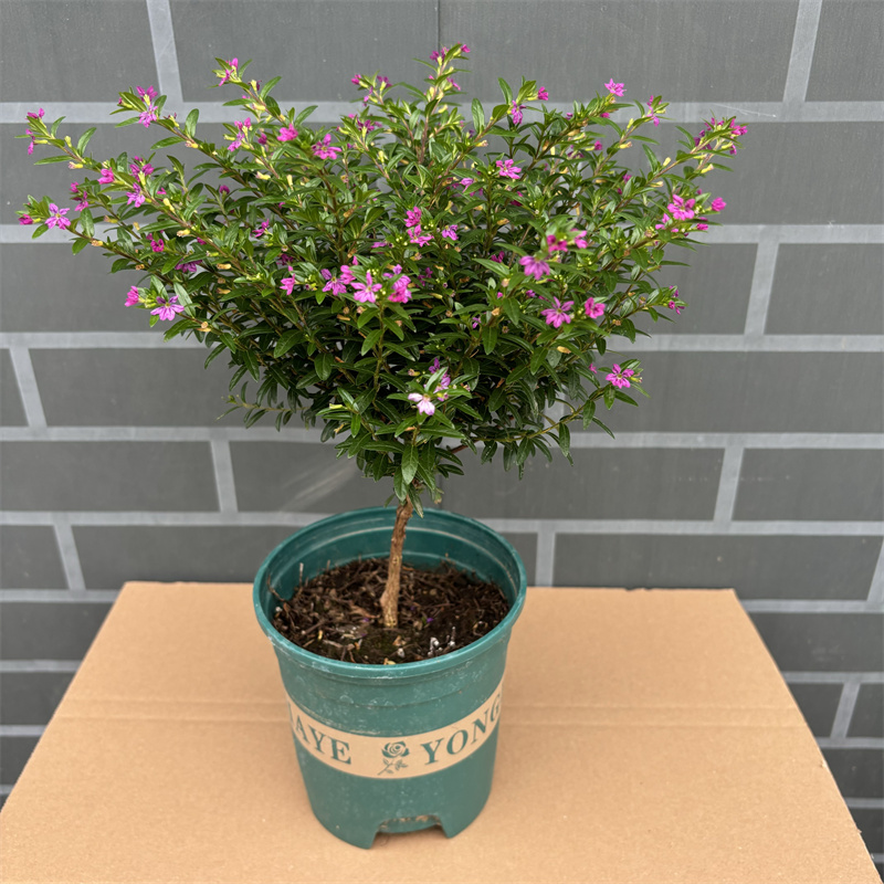 满天星盆栽四季开花室内客厅带盆栽好养带花苞发货观花植物常绿
