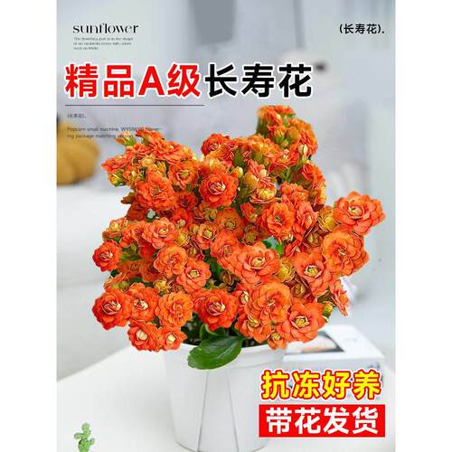 长寿花盆栽重瓣金狐狸大花嫁接精品老桩室内四季开花多肉植物花卉