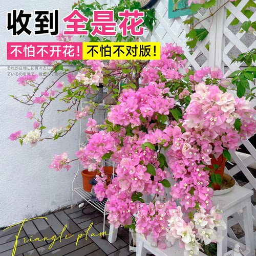 三角梅带花发货原盆原土