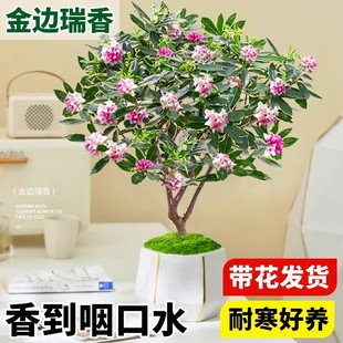 金边瑞香盆栽浓香型带花苞室内客厅阳台年宵花大苗四季花卉植物