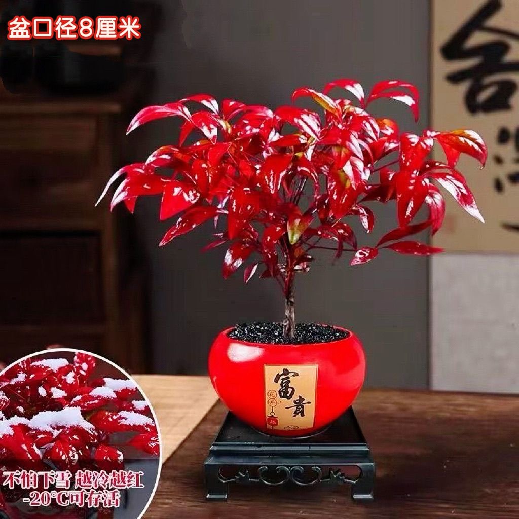 火焰南天竹盆栽冬季耐寒红叶绿植室内外客厅阳台四季好养植物盆景