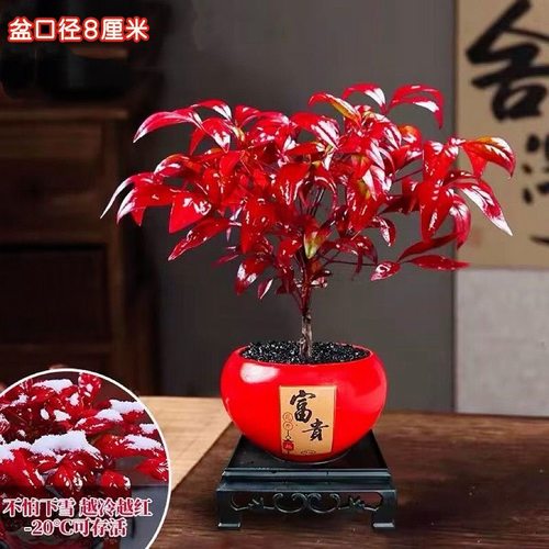火焰南天竹盆栽冬季耐寒红叶绿植