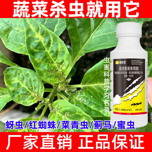白菜杀虫剂蔬菜杀虫剂菜青虫食心虫蚜虫高效氯氟氰菊酯白菜杀虫药