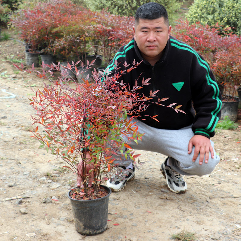 南天竹庭院植物绿化苗木红天竹苗观叶盆栽办公室内绿植盆栽盆景