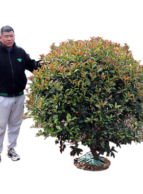 红叶石楠庭院绿化耐寒红叶苗木