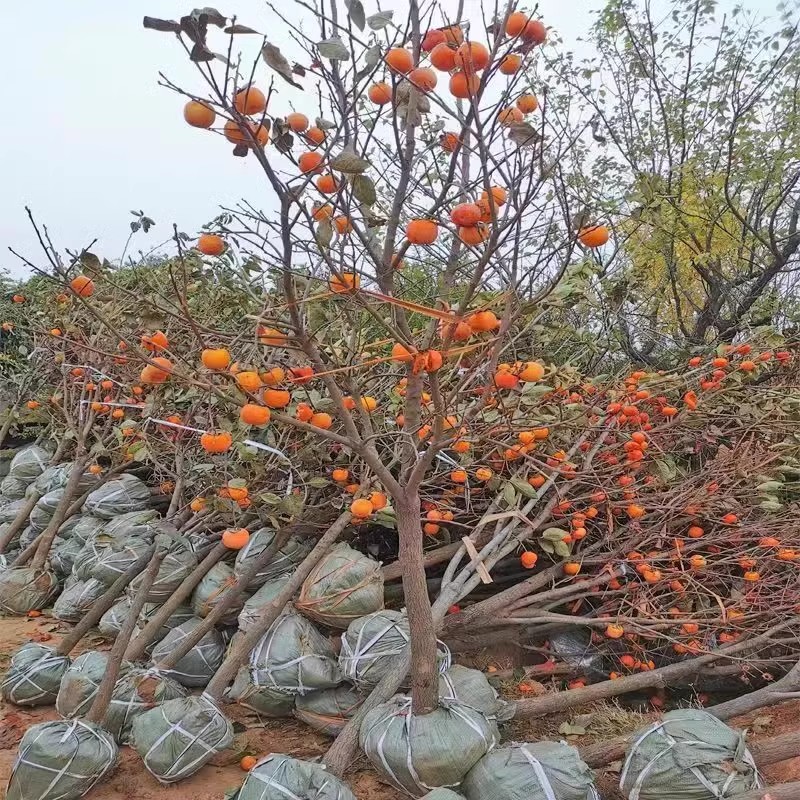 果树苗柿子树苗南北方盆栽地栽阳台庭院种植当年结果日本甜脆柿