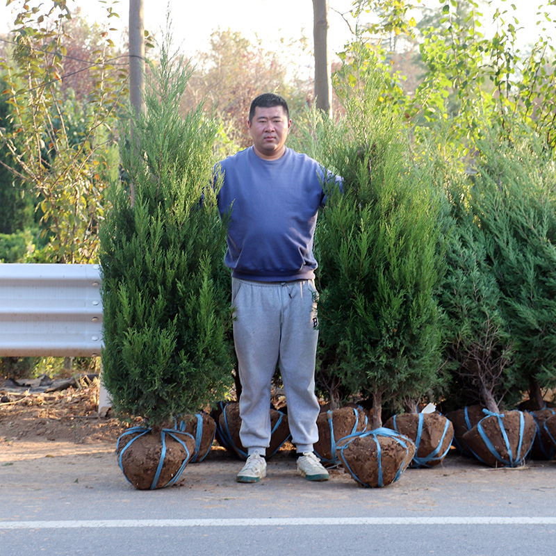 墓地松松树苗柏树扫墓松松树