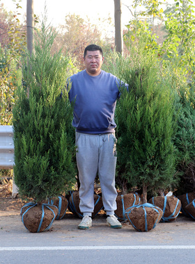 塔松 墓地松 松树苗 扫墓松柏 塔柏 桧柏 柏树蜀桧宝塔松 柏树苗