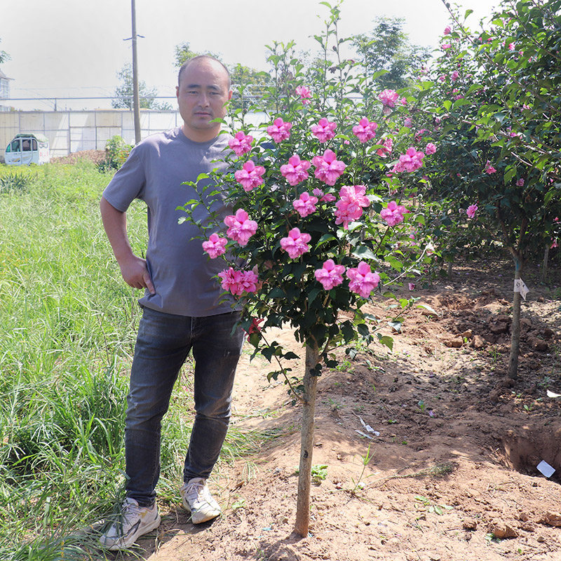 树苗绿化别墅庭院木槿花