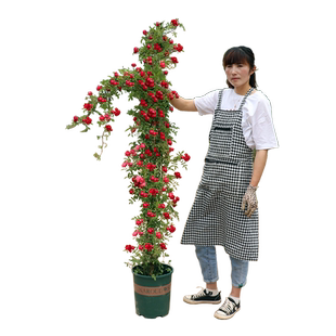 木香花苗爬藤植物庭院蔷薇开花特大花四季浓香红色甜蜜红木香花苗