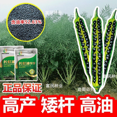 长虹油99油菜种子高产油菜籽矮杆新种黑油菜子杂交早熟种