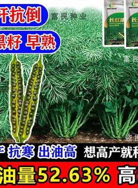 四川长虹油99双低油菜种子高产