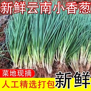 农家自种小葱新鲜香葱分葱带根香葱苗可食可种四季葱时令青蔬菜A