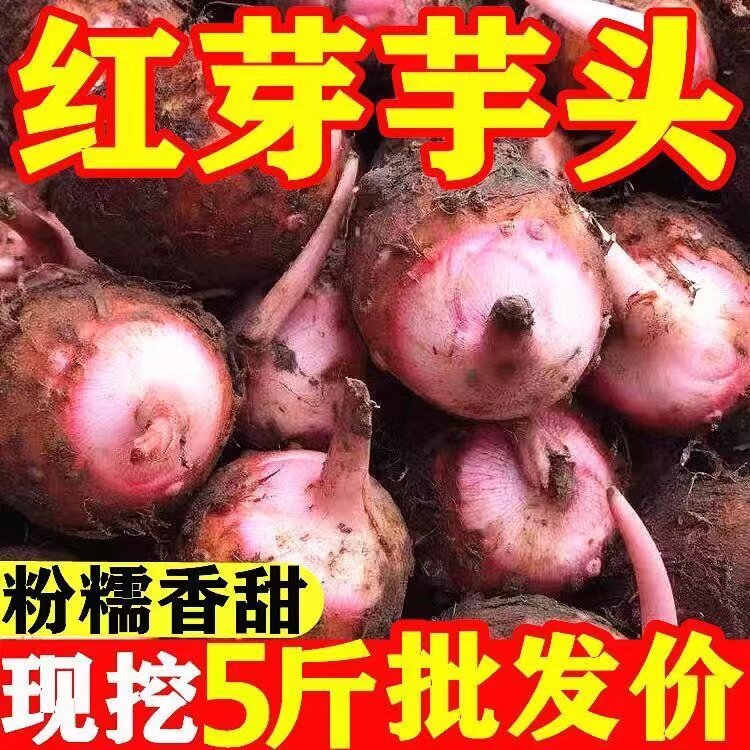 红芽芋头金华现挖粉糯毛芋艿