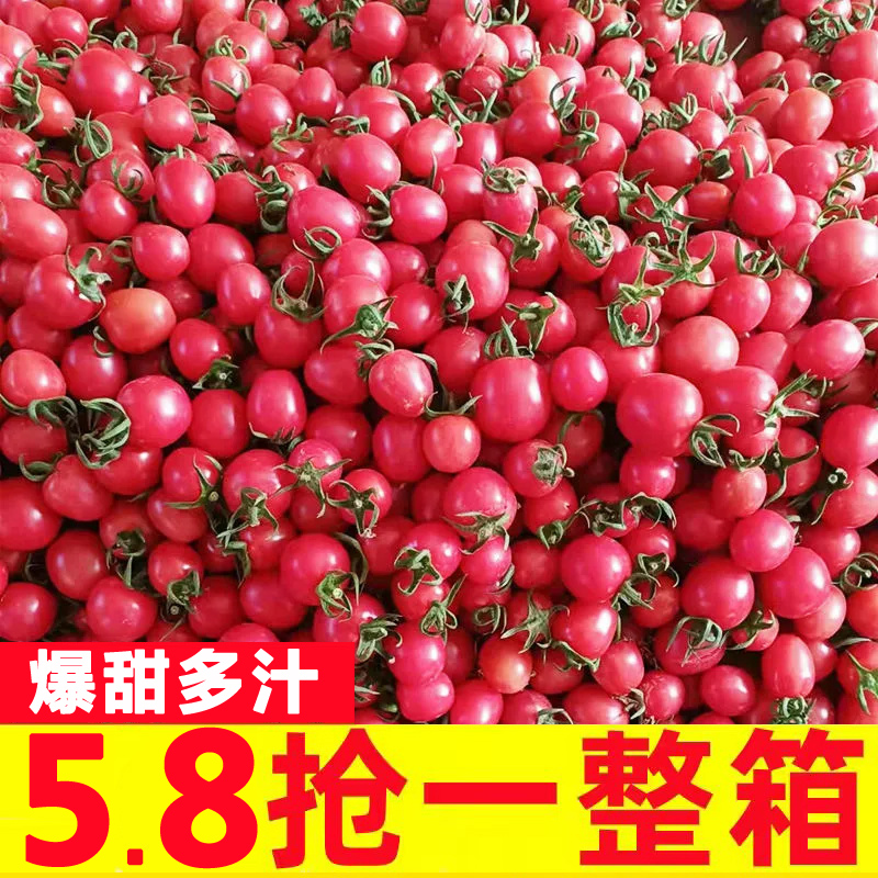 圣女果5斤小番茄云南新鲜
