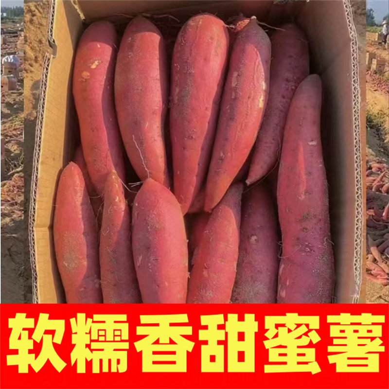 农家烟薯25号9斤新鲜蔬菜板栗薯地瓜沙地糖心蜜薯烤红薯超甜