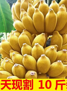 现摘广西小米蕉当季新鲜水果10斤整箱自然熟banana苹果蕉香蕉粉蕉