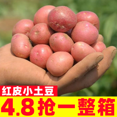 土豆新鲜红皮黄心小土豆