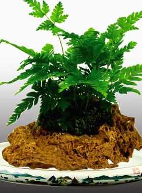 上水石原石假山盆景石槽 菖蒲附石 石头花盆 吸水石花盆 石斛花盆